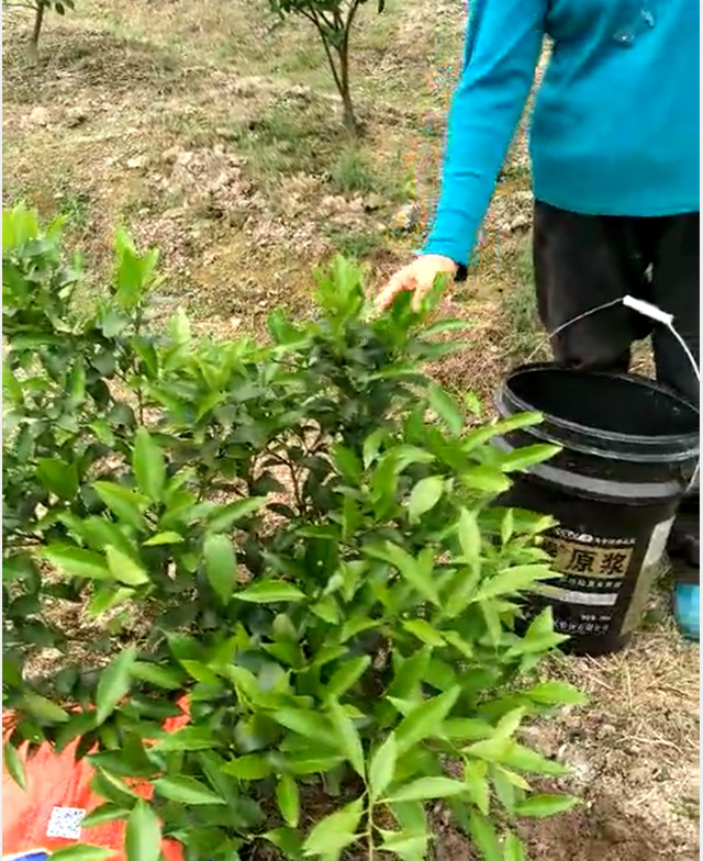 红富施种植户反馈