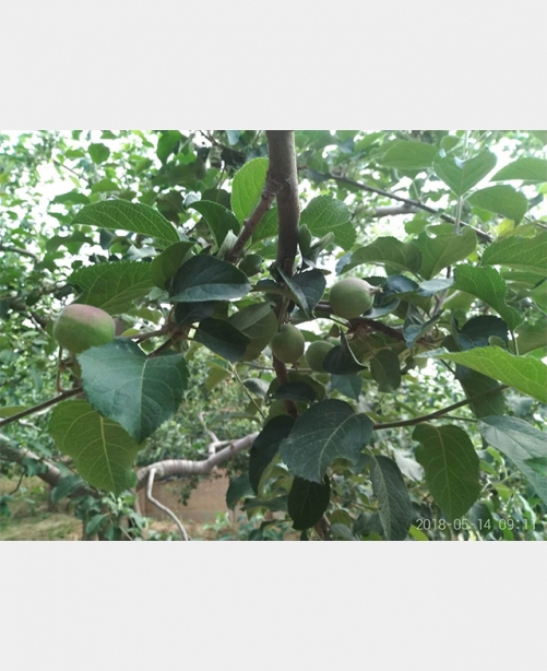 苹果试验基地