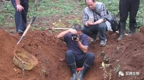 菌肥 生物菌肥 微生物菌肥