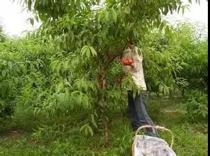 菌肥 生物菌肥 微生物菌肥