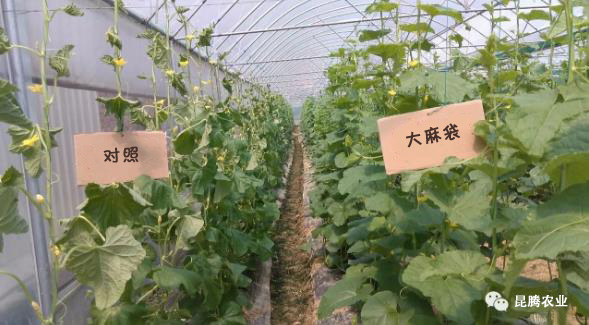 菌肥 生物菌肥 微生物菌剂 土壤改良调理剂