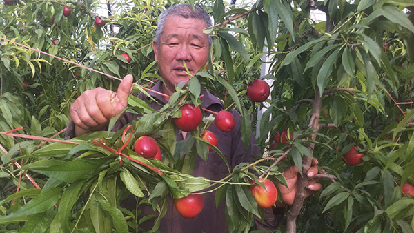 菌肥 生物菌肥 微生物菌肥