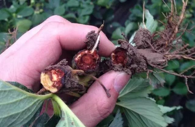 微生物有机菌肥 复合微生物菌剂 复合微生物菌肥