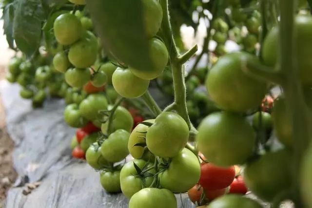 菌肥 生物菌肥 微生物菌剂