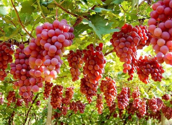 微生物有机菌肥 复合微生物菌剂 复合微生物菌肥