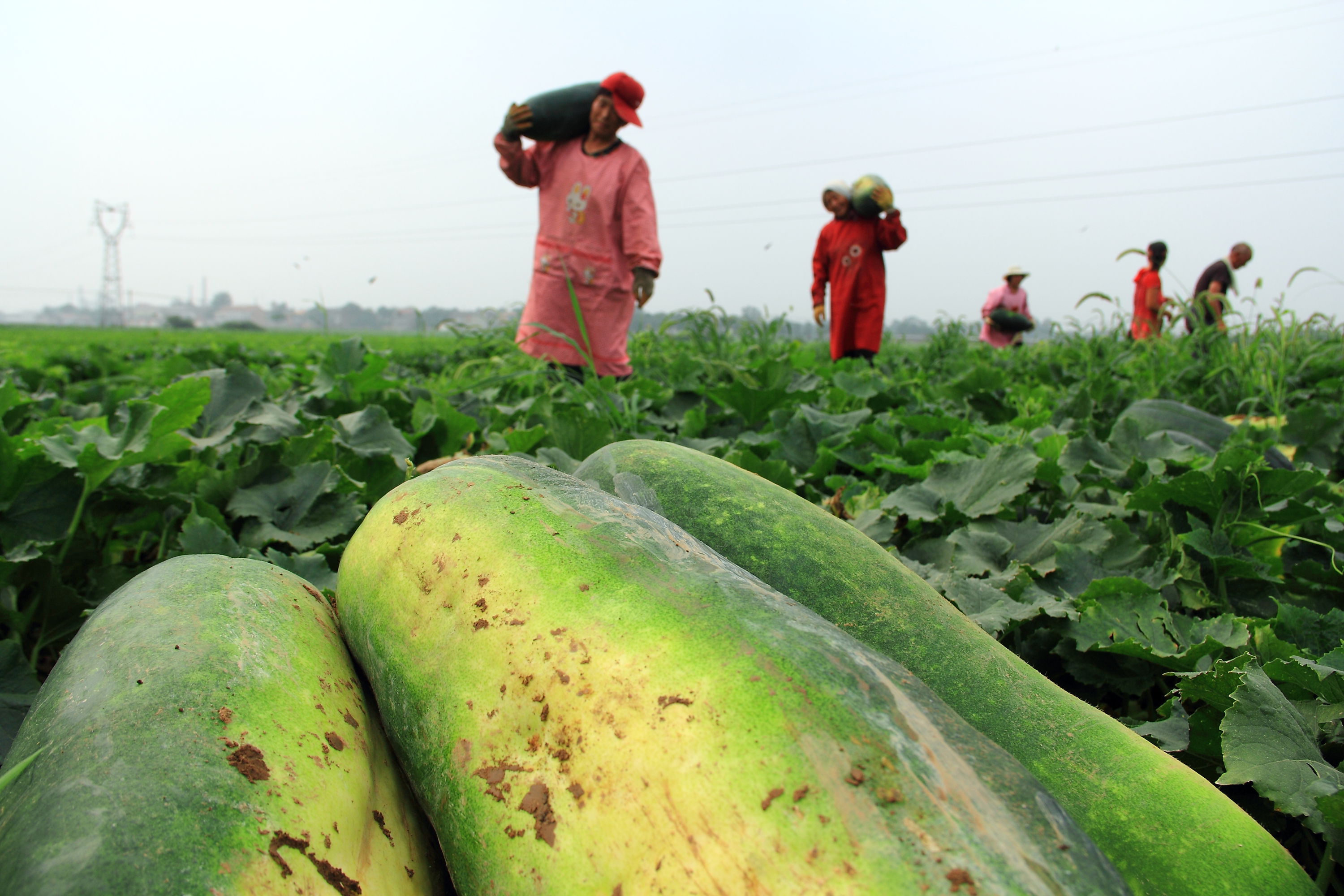 微生物有机菌肥 复合微生物菌肥 复合微生物菌剂