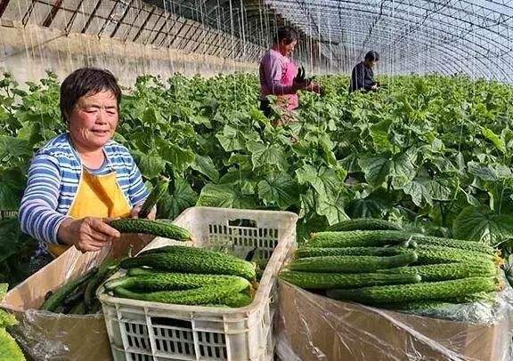 菌肥 微生物菌肥 微生物菌剂液体桶肥生物有机肥