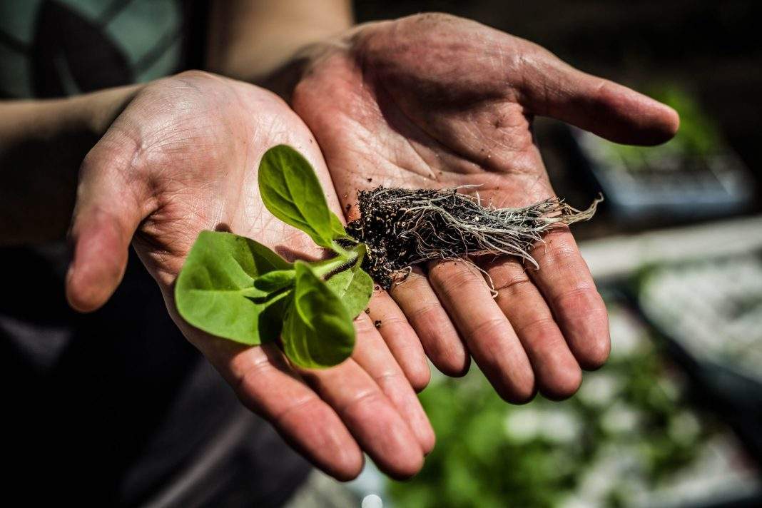 菌肥 微生物菌肥 微生物菌剂液体桶肥生物有机肥