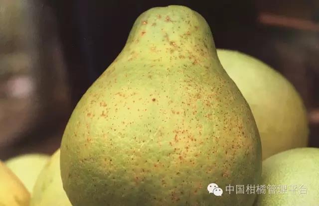 菌肥 微生物菌肥 微生物菌剂