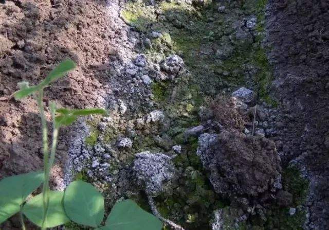 【昆腾课堂】不施用菌肥 生物菌肥 微生物菌肥 微生物菌剂改良逐渐盐渍化土壤的形成！