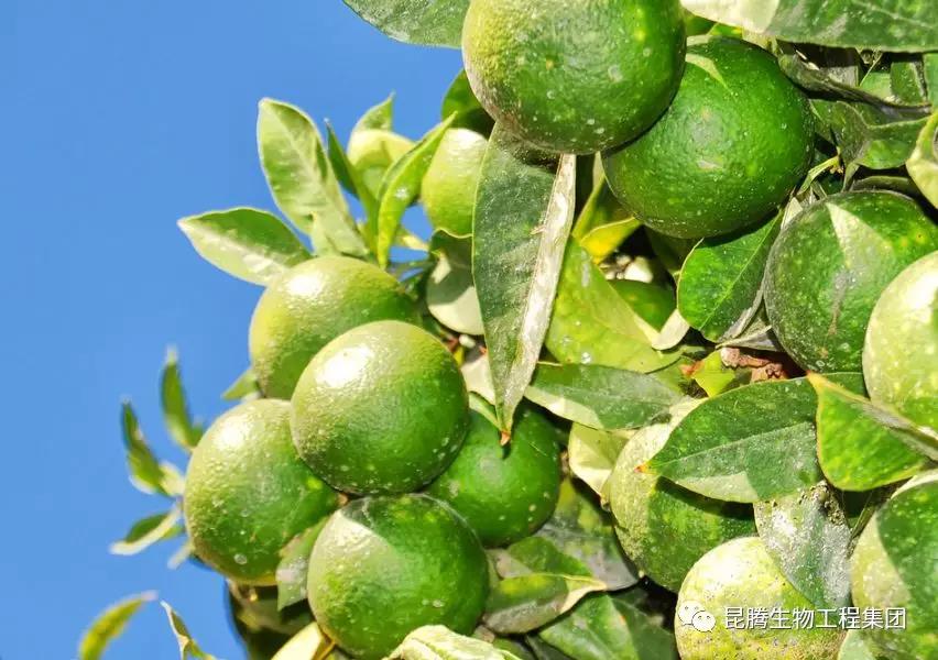 硅钙钾镁肥 菌肥 微生物菌肥 微生物菌剂