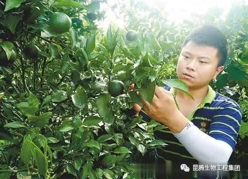 硅钙钾镁肥 菌肥 微生物菌肥 微生物菌剂