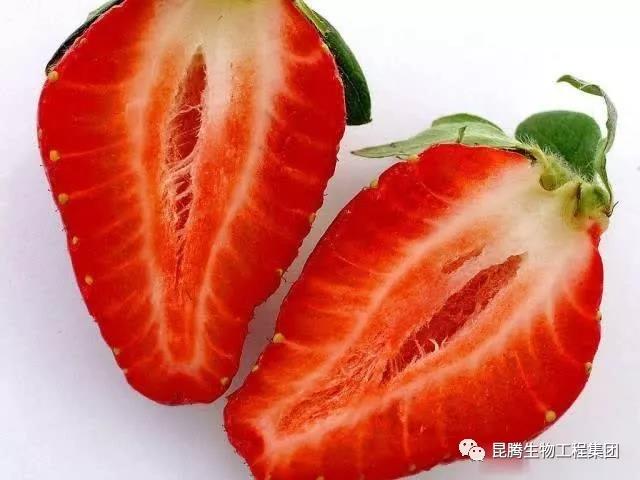 复合微生物菌肥厂家直销