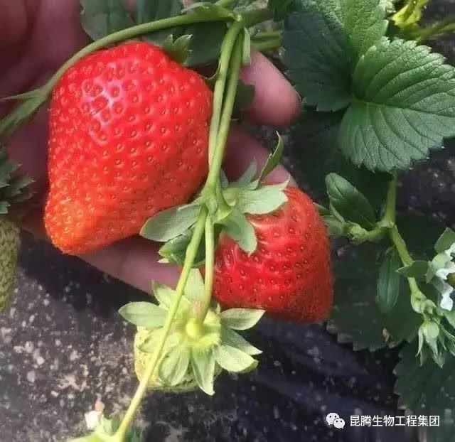 复合微生物菌肥专治空心病