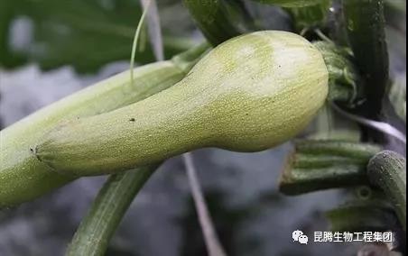 微生物菌剂厂家直销