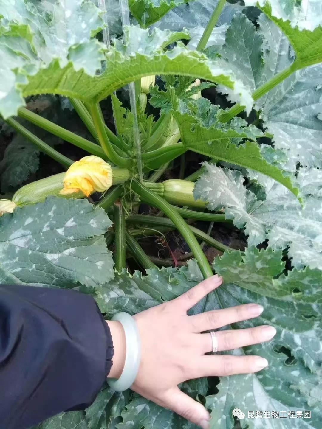 微生物菌剂厂家直销