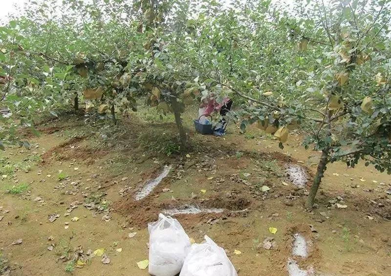 复合微生物菌肥厂家直销