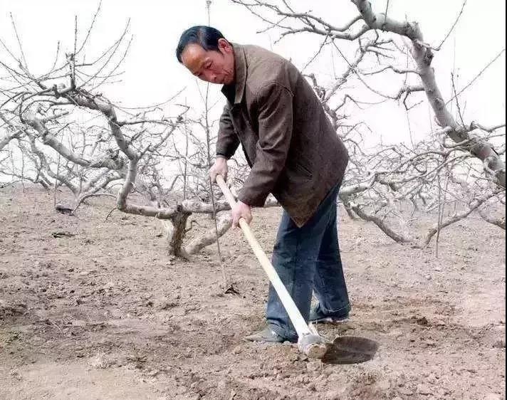 复合微生物菌肥厂家直销