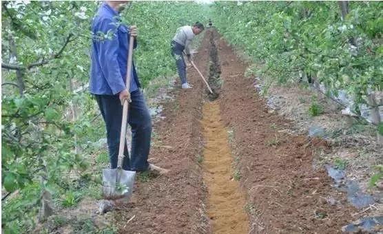 复合微生物菌肥厂家直销