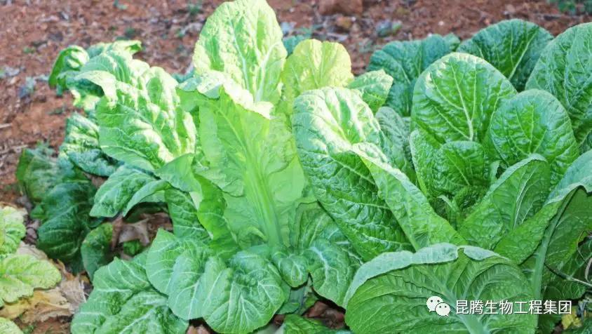 复合微生物菌剂厂家直销