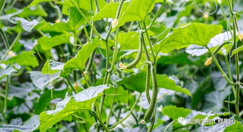 复合微生物菌剂厂家直销