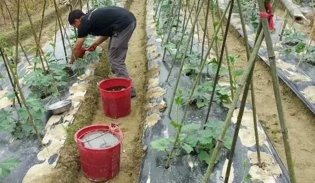 复合微生物菌剂复合微生物菌肥复合微生物有机菌肥厂家直销