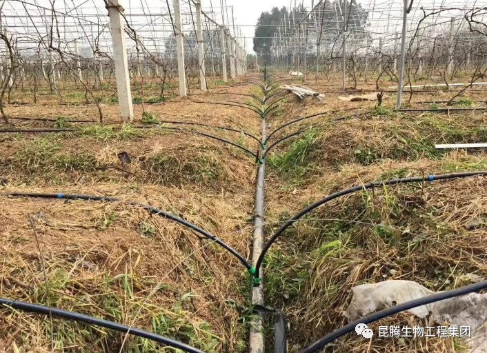 复合微生物菌剂复合微生物菌肥复合微生物有机菌肥厂家直销