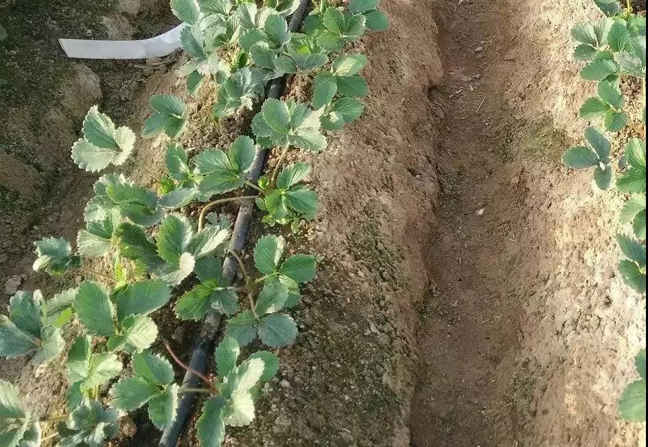 复合微生物菌肥厂家直销 复合微生物菌肥厂家直销