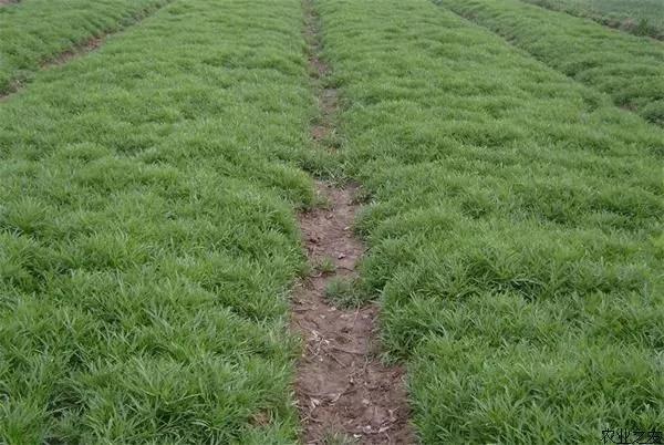 复合微生物菌肥厂家直销 复合微生物菌肥厂家直销