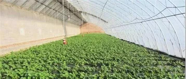 复合微生物菌肥厂家直销 复合微生物菌肥厂家直销
