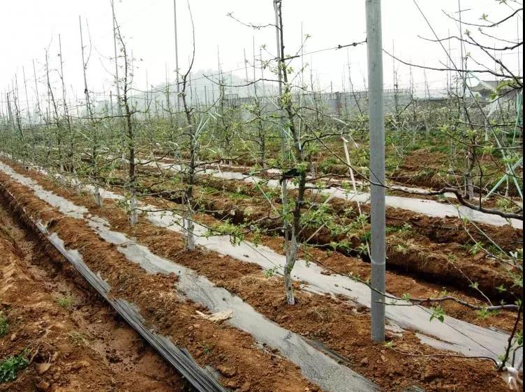 复合微生物菌肥厂家直销