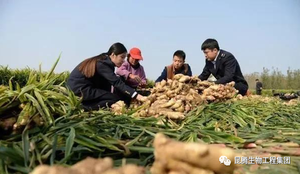 复合微生物菌肥厂家直销