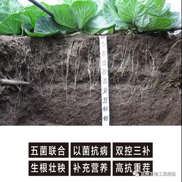 复合微生物菌肥厂家直销