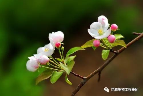 复合微生物菌肥厂家直销