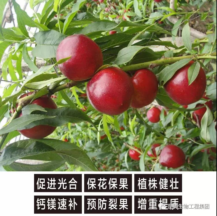 复合微生物菌肥厂家直销