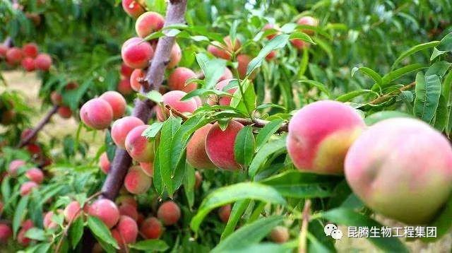 复合微生物有机菌肥厂家直销