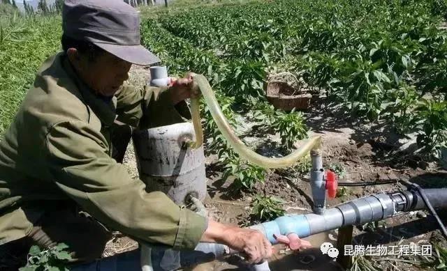 复合微生物菌剂厂家直销