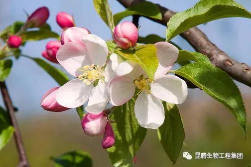 复合微生物菌肥厂家直销