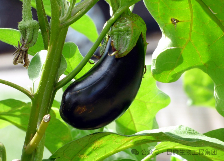 e274e385ae6931ca29225571d3b3021b.png